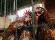 开云体育APP下载-西决生死战与伊拉克终结马里，竞技场上的双重焦点